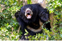 Japan Bear Attacks: जापान में सिर्फ भालुओं के हमले ही नहीं, लोगों के फोन और शिकायतों से भी परेशान हुआ प्रशासन; जानें क्या है पूरा मामला