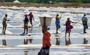 Vedaranyam Salt Production Surge: तमिलनाडु के वेदारण्यम में नमक उत्पादक वार्षिक लक्ष्य के करीब पहुंचे; भीषण गर्मी और तेज धूप से उत्पादन में भारी उछाल