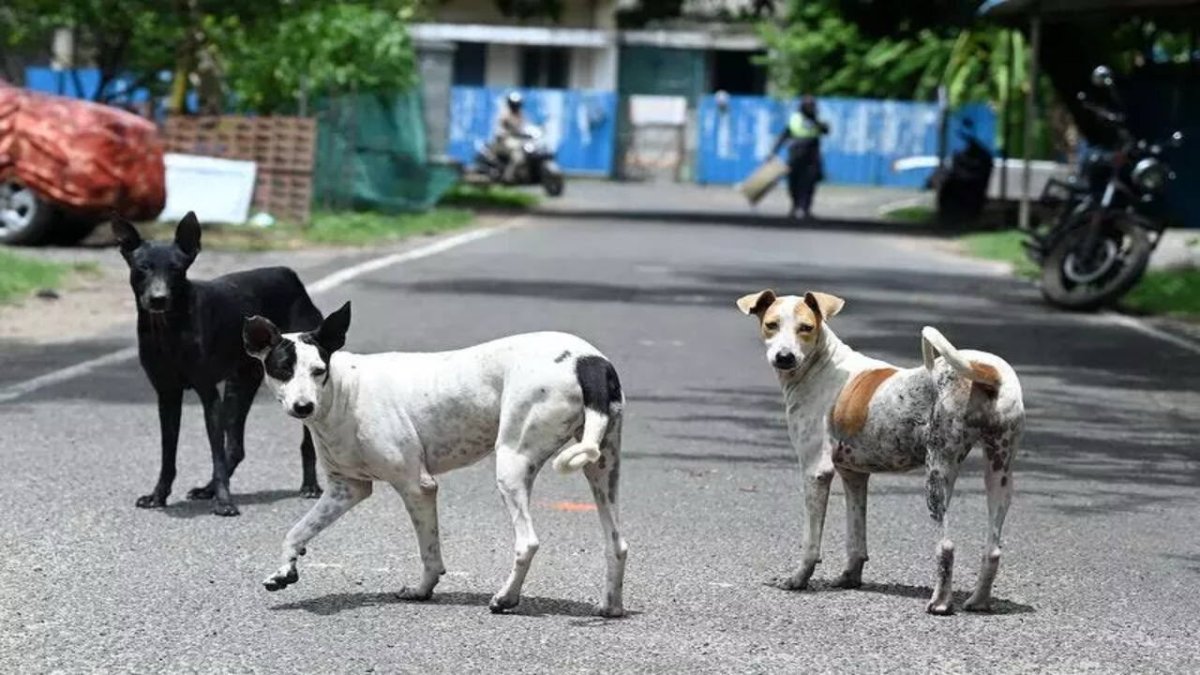 चेन्नई नगर निगम ने रेबीज रोधी टीकाकरण अभियान के तहत दो लाख स्ट्रीट डॉग्स को लक्षित किया