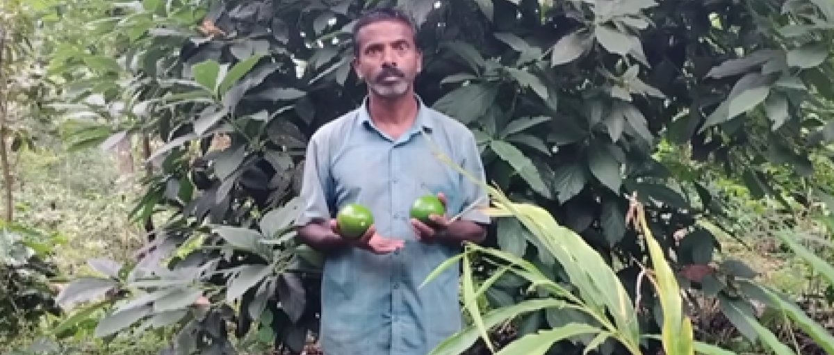 मन की बात: पीएम मोदी ने एवोकाडो की खेती का किया जिक्र, कहा - 'इनोवेटिव किसानों ने कमाई की ढूंढ ली नई रेसिपी'