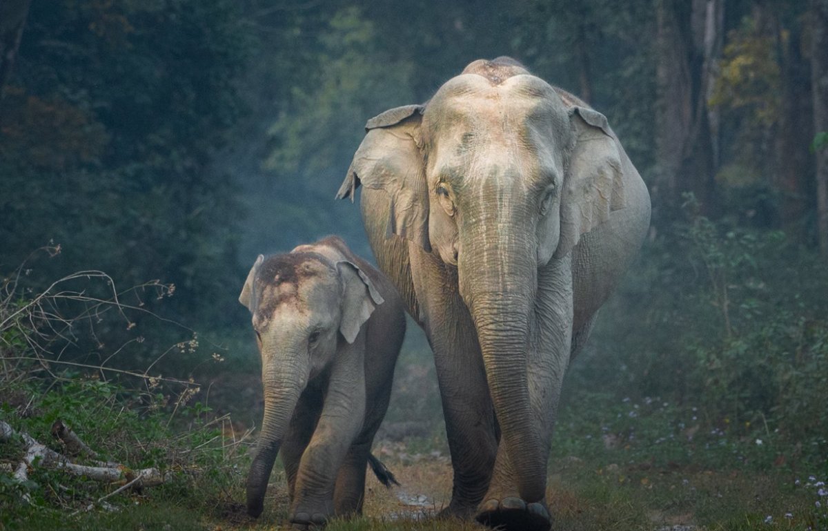 World Elephant Day 2026: 'विश्व हाथी दिवस' पर हाथियों के संरक्षण और इंसानों से गहरे बंधन की अनूठी मिसाल; भारत में हैं दुनिया के 50% एशियाई हाथी
