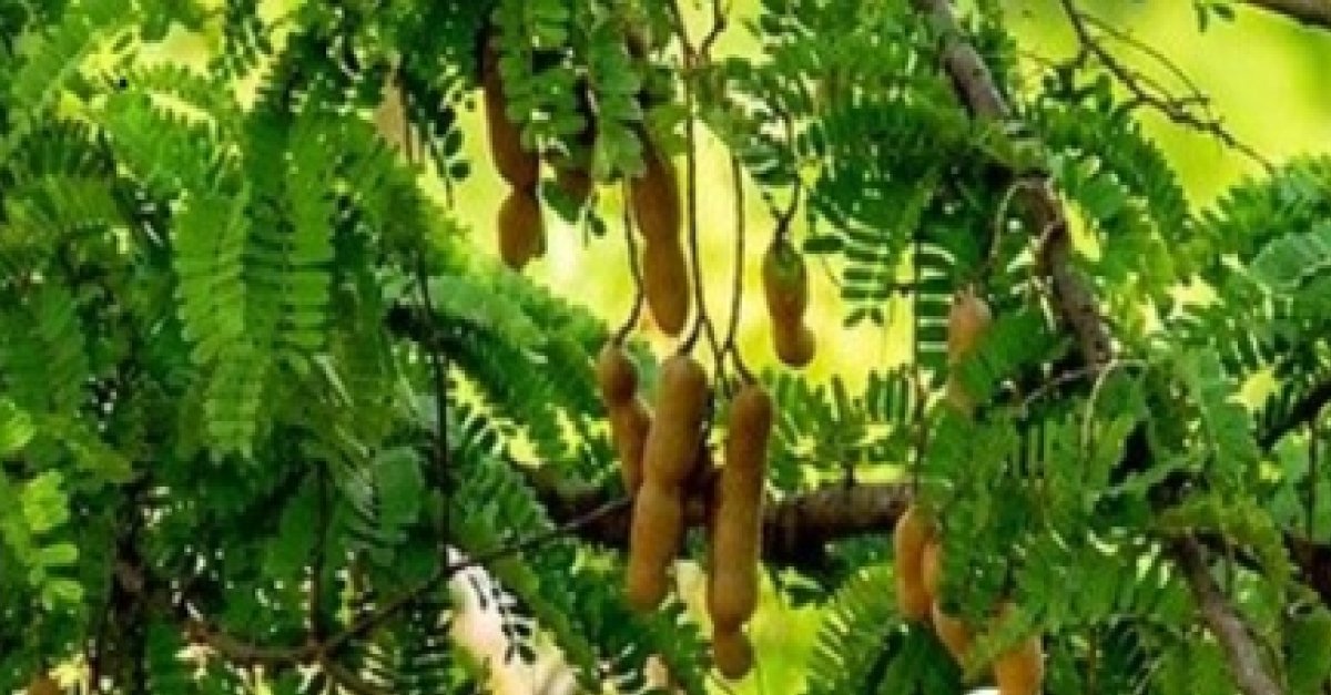 स्वाद ही नहीं, सेहत का खजाना भी है इमली, पाचन से लेकर इम्यूनिटी तक के लिए फायदेमंद