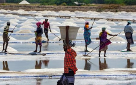 Vedaranyam Salt Production Surge: तमिलनाडु के वेदारण्यम में नमक उत्पादक वार्षिक लक्ष्य के करीब पहुंचे; भीषण गर्मी और तेज धूप से उत्पादन में भारी उछाल
