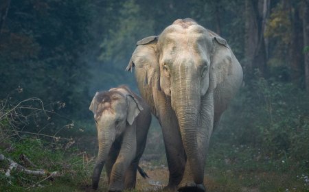 World Elephant Day 2026: 'विश्व हाथी दिवस' पर हाथियों के संरक्षण और इंसानों से गहरे बंधन की अनूठी मिसाल; भारत में हैं दुनिया के 50% एशियाई हाथी