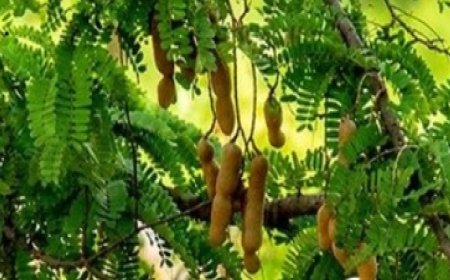 स्वाद ही नहीं, सेहत का खजाना भी है इमली, पाचन से लेकर इम्यूनिटी तक के लिए फायदेमंद