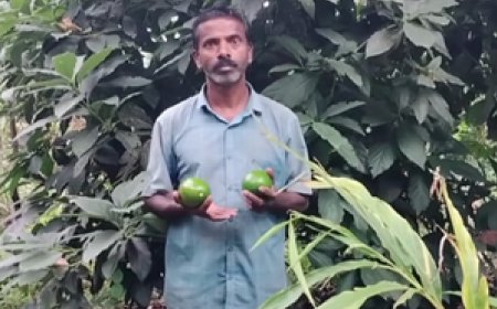 मन की बात: पीएम मोदी ने एवोकाडो की खेती का किया जिक्र, कहा - 'इनोवेटिव किसानों ने कमाई की ढूंढ ली नई रेसिपी'