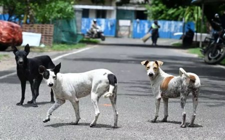 चेन्नई नगर निगम ने रेबीज रोधी टीकाकरण अभियान के तहत दो लाख स्ट्रीट डॉग्स को लक्षित किया