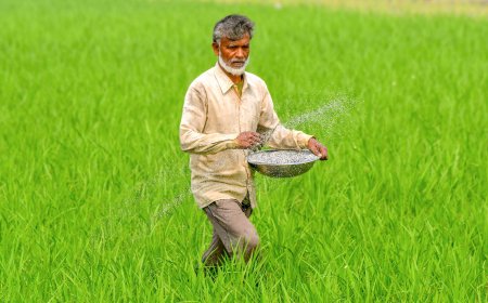 खरीफ सीजन में किसानों को पर्याप्त मात्रा में मिल रही खाद, यूरिया और डीएपी की कोई कमी नहीं: सरकार