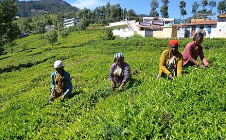तमिलनाडुः नीलगिरि में बारिश की कमी का असर चाय की पत्तियों के उत्पादन पर पड़ा