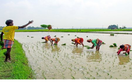 भारत का मानसून बेहतर हुआ, खरीफ फसलों को नुकसान की आशंका आई कमी : रिपोर्ट