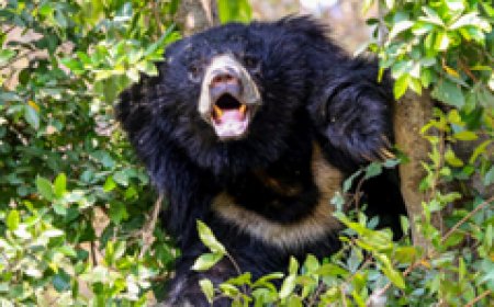 Japan Bear Attacks: जापान में सिर्फ भालुओं के हमले ही नहीं, लोगों के फोन और शिकायतों से भी परेशान हुआ प्रशासन; जानें क्या है पूरा मामला
