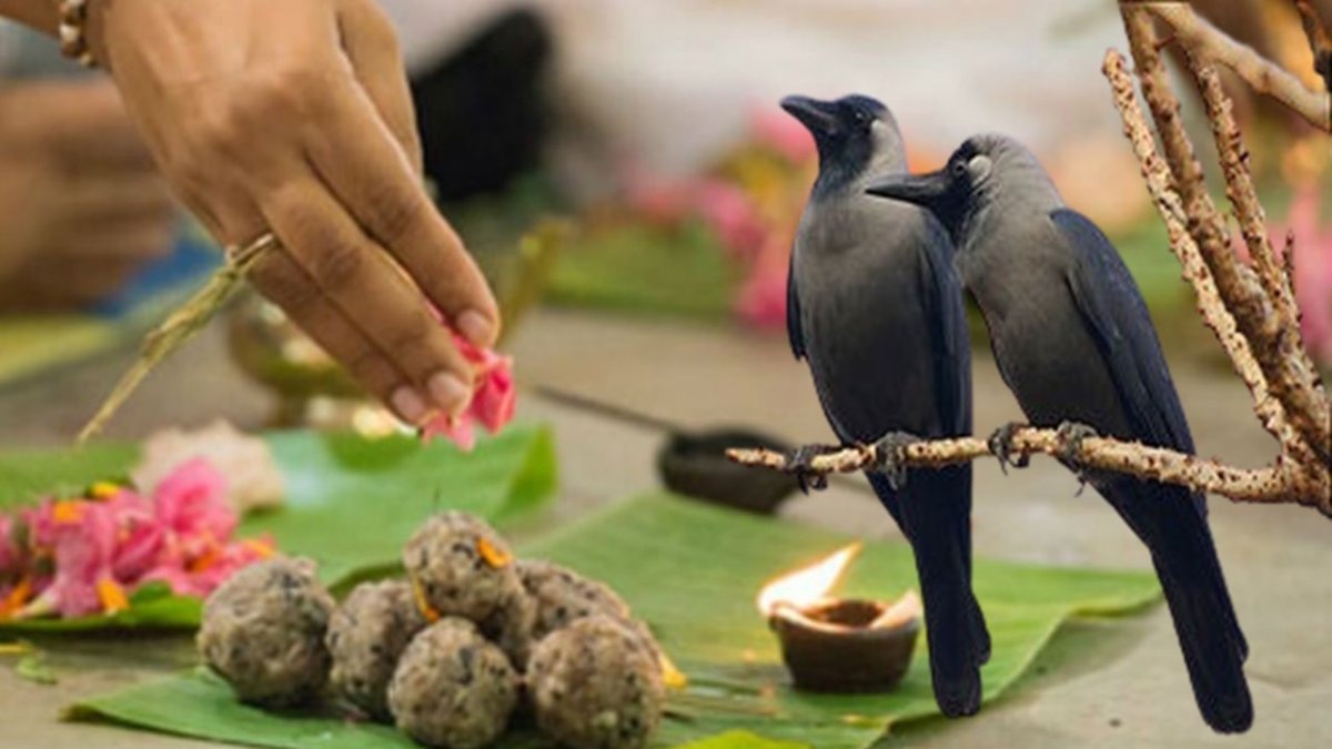 पितृपक्ष में कौवे को क्यों खिलाया जाता है श्राद्ध का भोजन? जानिए पौराणिक कथा और मान्यता