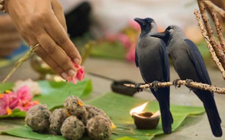 पितृपक्ष में कौवे को क्यों खिलाया जाता है श्राद्ध का भोजन? जानिए पौराणिक कथा और मान्यता