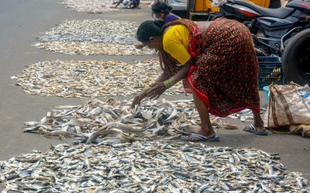 ब्लू इकोनॉमी को सुरक्षा कवच दे रही पीएम-एमकेएसएसवाई, मत्स्य किसानों के लिए बीमा बना बड़ा सहारा