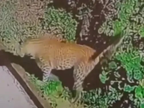 प्रयागराज: गंगापार में तेंदुए का खौफ, 22 गांवों में दहशत